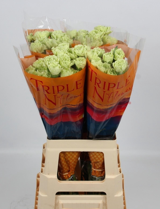 <h4>DI ST GREEN SHOT</h4>