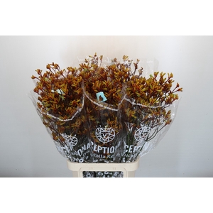 Anigozanthos Gold Fever