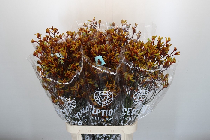 <h4>Anigozanthos Gold Fever</h4>