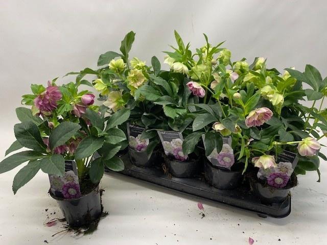 <h4>HELL ORIENTALIS</h4>