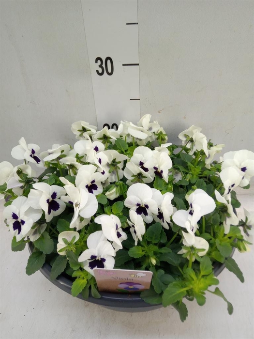 <h4>Viola corn.   ...</h4>