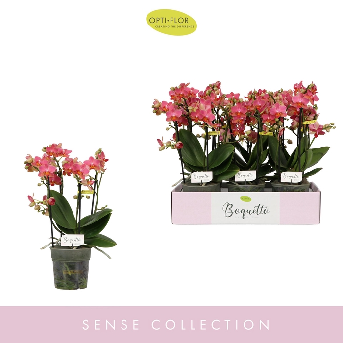 <h4>Boquetto Charme 3-5 spike</h4>