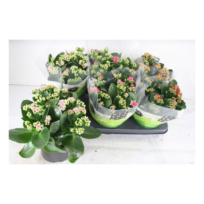 <h4>KAL GE GEM 4 KL</h4>