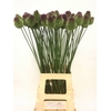ALLIUM SPHAEROCEPHAL