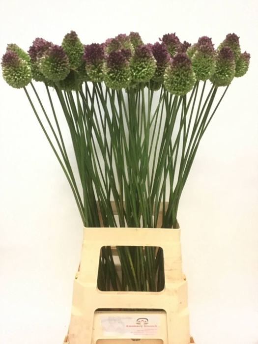 ALLIUM SPHAEROCEPHAL