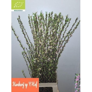PRUNUS COMET