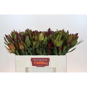 Leucadendron Saf Sunset Dark R.