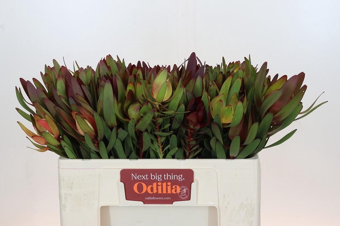 <h4>Leucadendron Saf Sunset Dark R.</h4>
