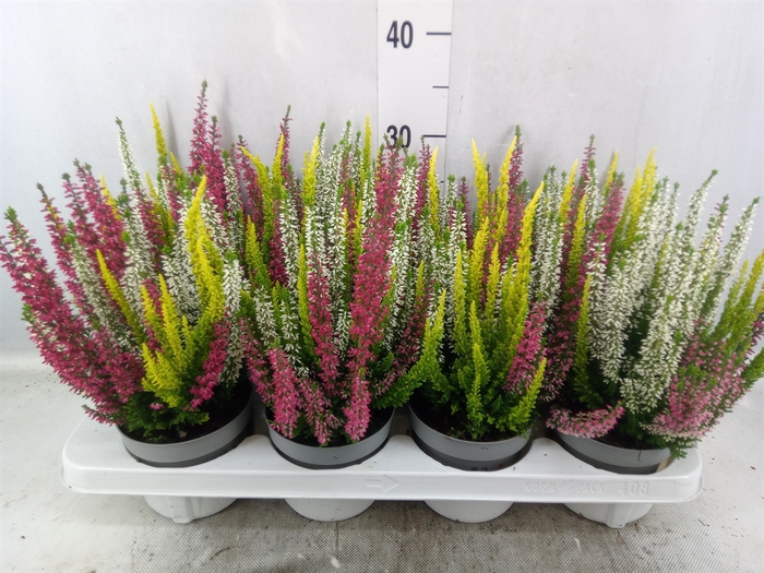 <h4>Calluna vulg. 'Beauty L'  ..mix 3/p</h4>