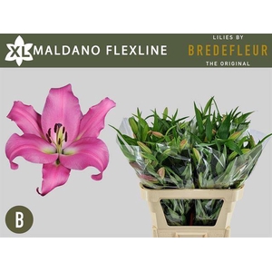 LI OT MALDANO