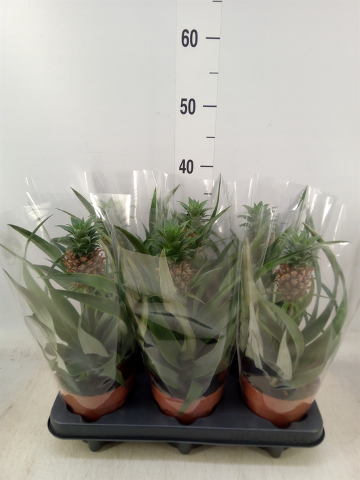 <h4>Ananas  'Mi Amigo'</h4>
