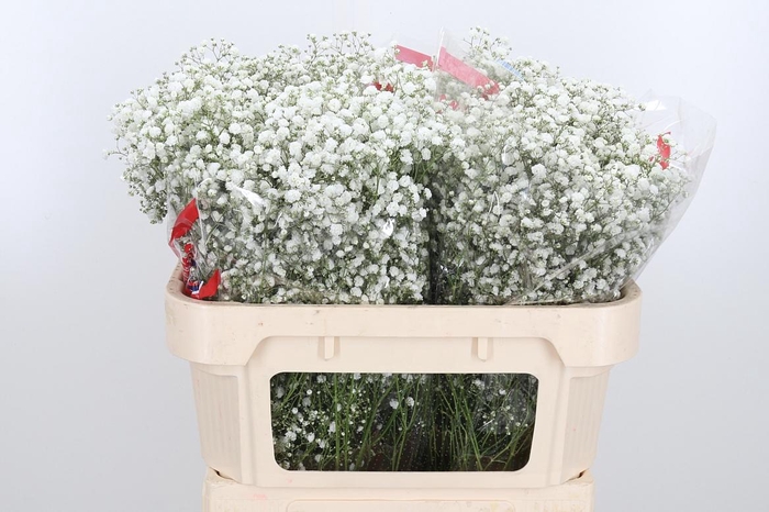 <h4>Gyps Pa Xlence</h4>