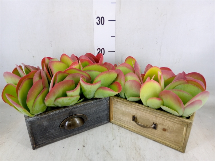 <h4>Kalanchoe NF thyrsiflora</h4>