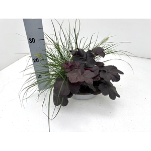 VASTE PLANTEN OV