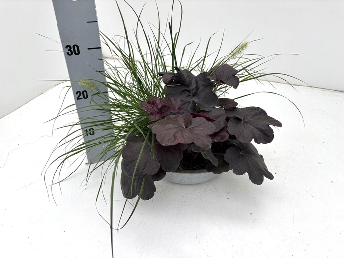 <h4>VASTE PLANTEN OV</h4>