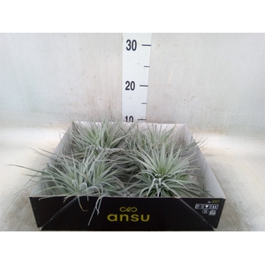 Tillandsia