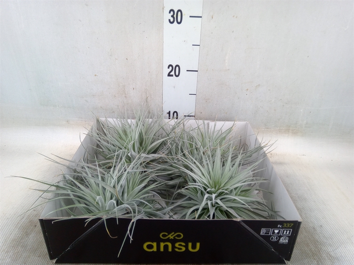 <h4>Tillandsia</h4>