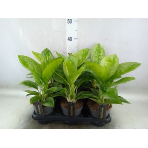 Aglaonema  'Lemon Mint'