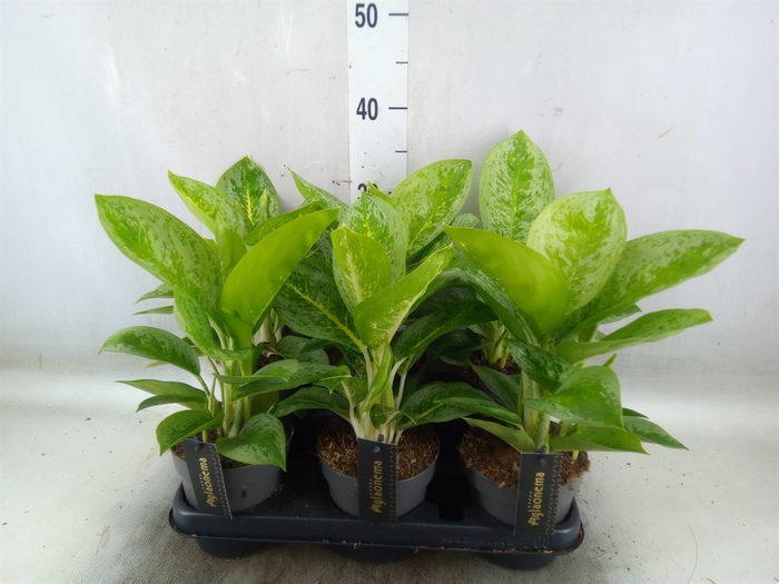 <h4>Aglaonema  'Lemon Mint'</h4>