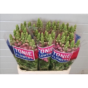 Antirrhinum Holly Double Pink