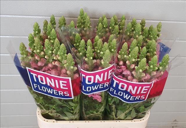 <h4>Antirrhinum Holly Double Pink</h4>