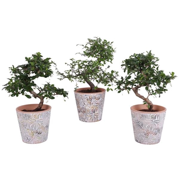 <h4>Bonsai Indoor Mix Ø12cm S-Shape in Ø 14cm Ceramic Pot Jungle</h4>