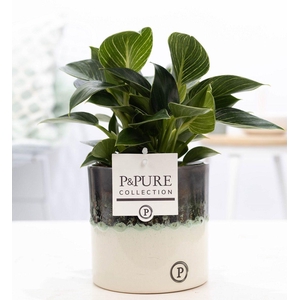 Philodendron WW in P&PURE Illusion cer. perfectly imperfectable