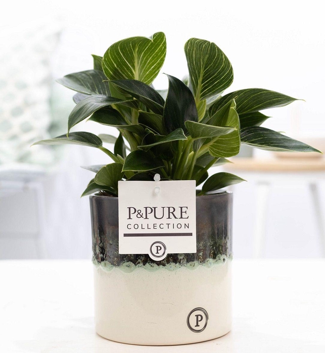<h4>Philodendron WW in P&PURE Illusion cer. perfectly imperfectable</h4>