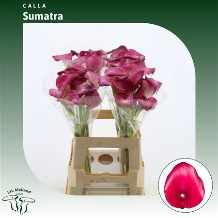 Calla Sumatra