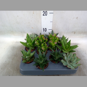 Succulents   ...mix 6