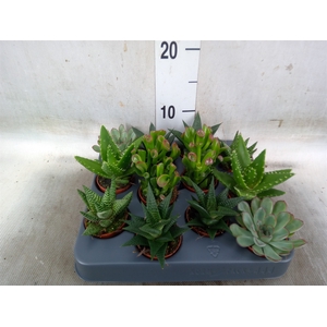 Succulents   ...mix 6