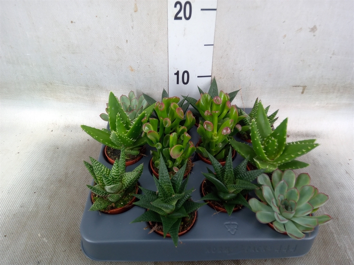 <h4>Succulents   ...mix 6</h4>