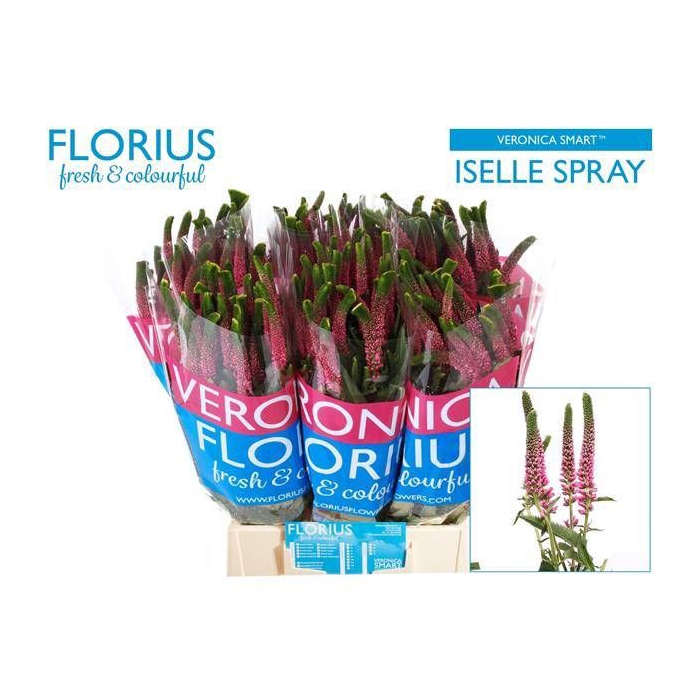 <h4>VERON SMART ISELLE</h4>
