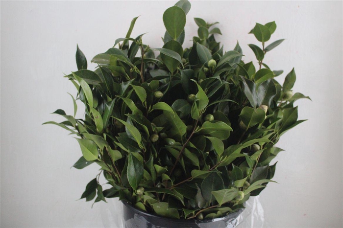 <h4>Camelia P Bunch</h4>