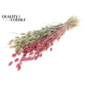 Phalaris per bunch Two Tone Frosted Pink