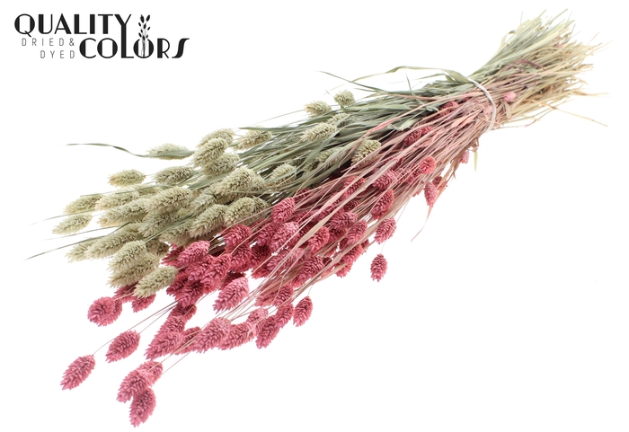 <h4>Phalaris per bunch Two Tone Frosted Pink</h4>