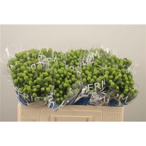 Hyp Coco Bamboo Green