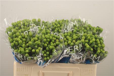 <h4>Hyp Coco Bamboo Green</h4>