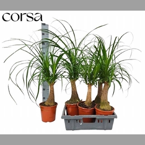 BEAUCARNEA RECUR