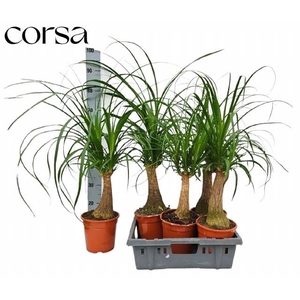 BEAUCARNEA RECUR
