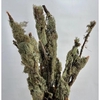 Lariks Moss Branch 60 cm Italy