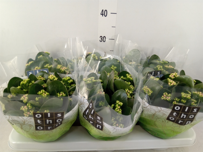 <h4>Kalanchoe blos. 'Calandiva Weaver'</h4>