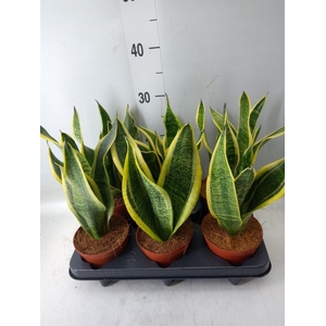 Sansevieria trifa. 'Futura Superba'