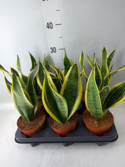 <h4>Sansevieria trifa. 'Futura Superba'</h4>