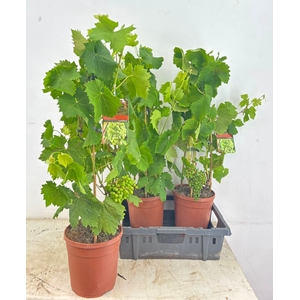 VITIS VINIFERA