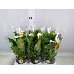 Anthurium andr. 'White Champion'