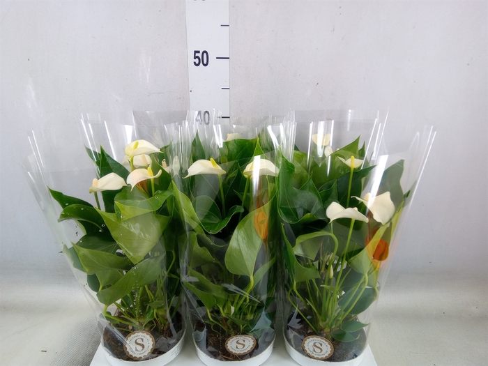 <h4>Anthurium andr. 'White Champion'</h4>