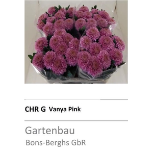 CHR G VANYA PINK