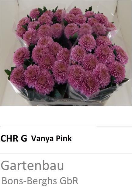 CHR G VANYA PINK