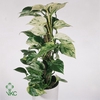 EPIPR MARBLE QUEEN P12